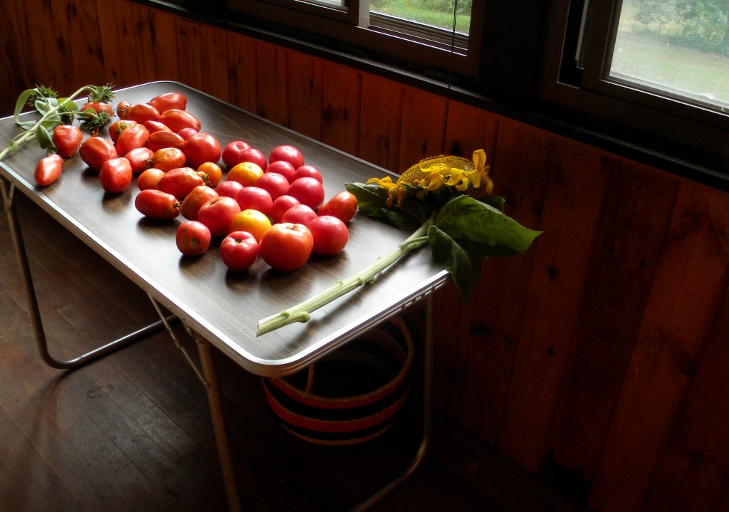 tomatoes-cropped